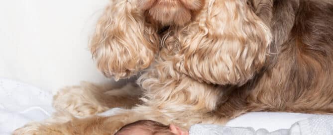 A sleeping newborn on their side with a cocker spaniel lying behind them looking at the camera