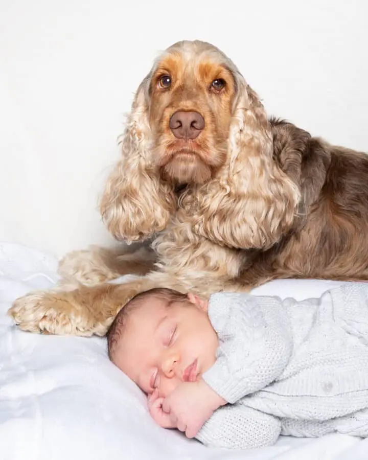 A sleeping newborn on their side with a cocker spaniel lying behind them looking at the camera