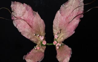 Fairy Photo Shoots Crawley Down East Grinstead Sussex