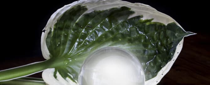 a glowing crystal ball photographed in a leaf