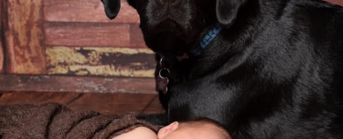 A black labrador and a sleeping newborn