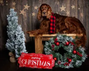 Christmas Photo Shoot Event West Sussex An Irish Setter Poses in a Themed Christmas Set