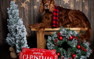 An Irish Setter Poses in a Themed Christmas Set
