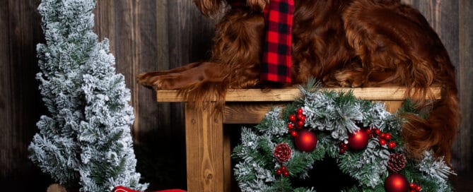 An Irish Setter Poses in a Themed Christmas Set