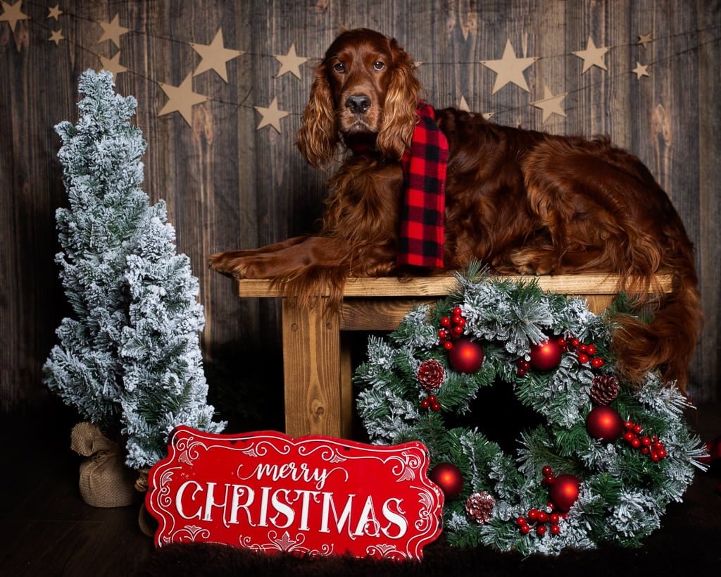 An Irish Setter Poses in a Themed Christmas Set