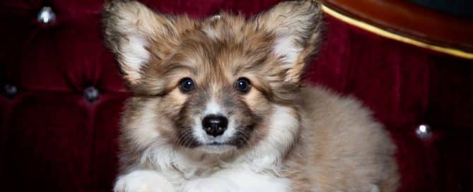 a fluffy corgi puppy poses at a professional photo shoot