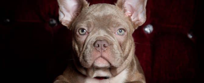 french bulldog looks into the camera at a photoshoot