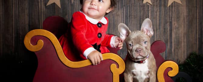a little girl and a french bulldog pose in a miniature sleigh