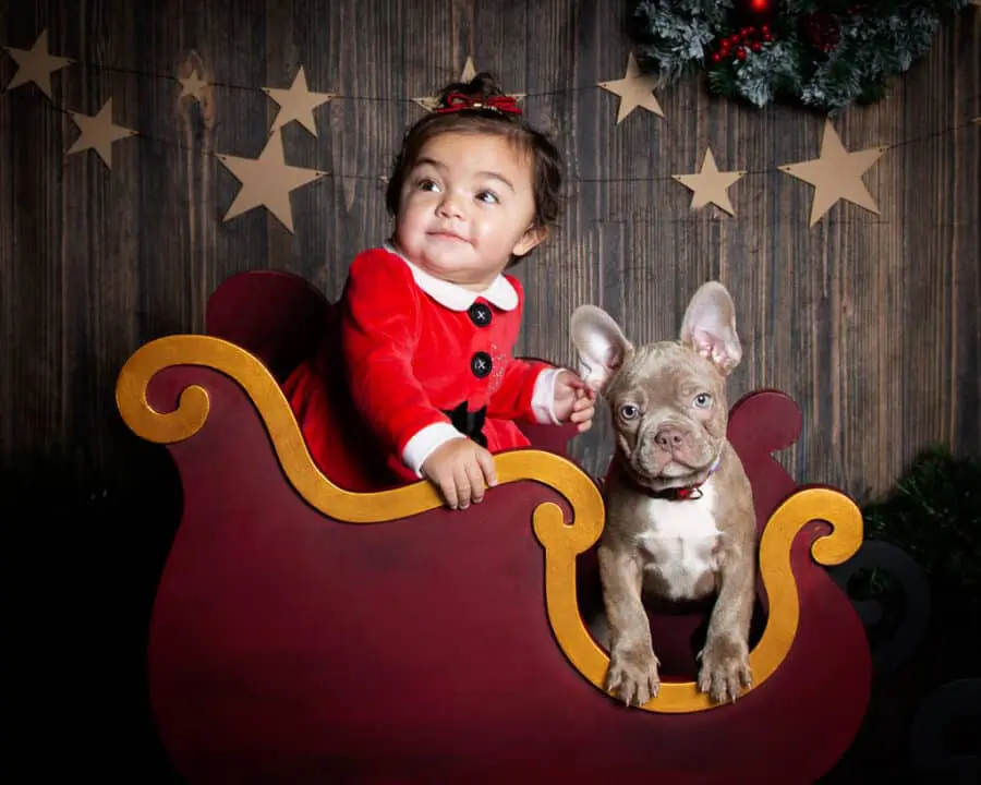 a little girl and a french bulldog pose in a miniature sleigh