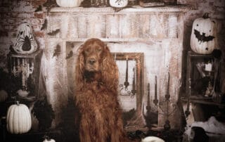 An Irish Setter Poses in a Halloween Theme Photo Shoot Set