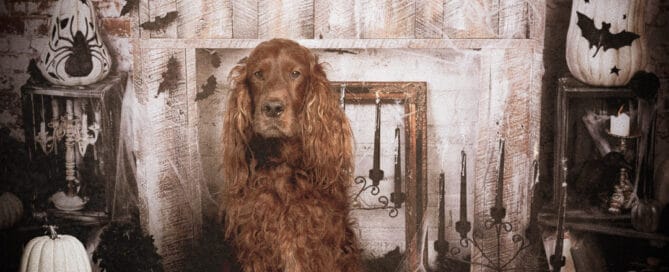 An Irish Setter Poses in a Halloween Theme Photo Shoot Set