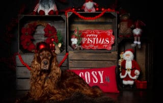 an irish setter poses in a christmas themed photo shoot set