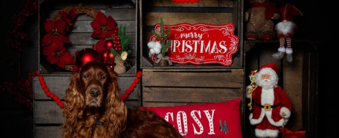 an irish setter poses in a christmas themed photo shoot set