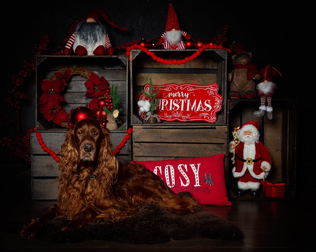 an irish setter poses in a christmas themed photo shoot set