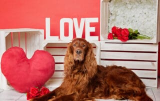 Sarah Fisher Photography