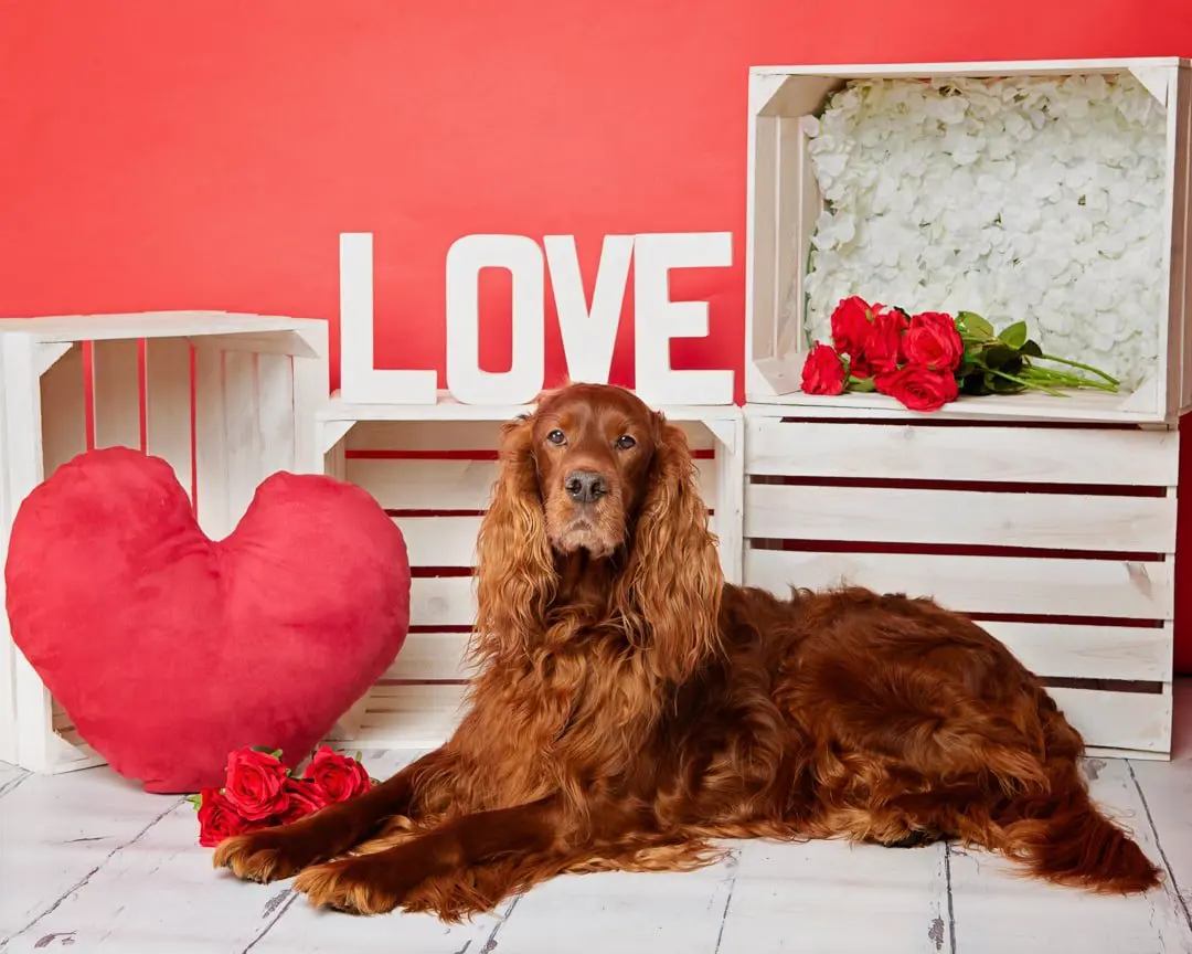 Happy Valentines Day from Sarah Fisher Photography