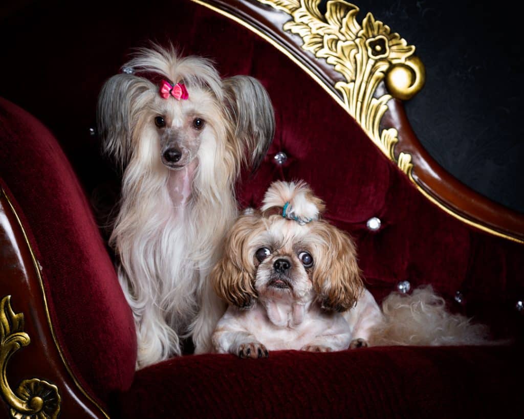 a Chinese Golden Crested dog and her sister pose on a sofa at a photo shoot