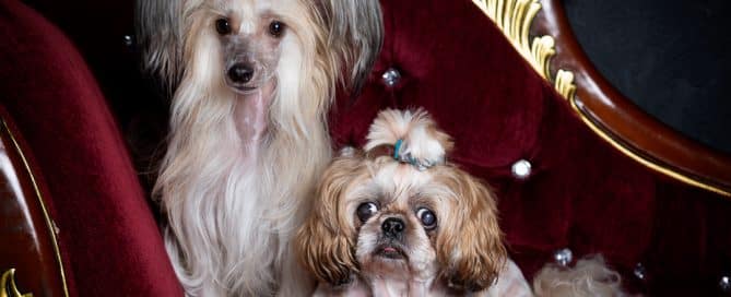 a Chinese Golden Crested dog and her sister pose on a sofa at a photo shoot