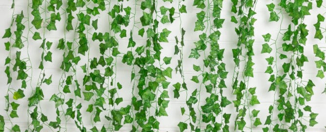 Ivy Studio Backdrop