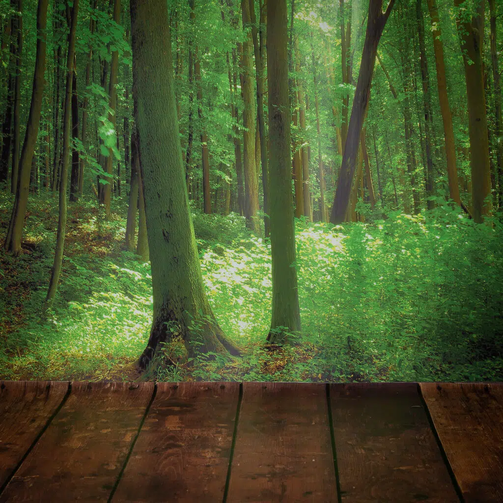 woodland backdrop studio