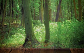 woodland backdrop studio