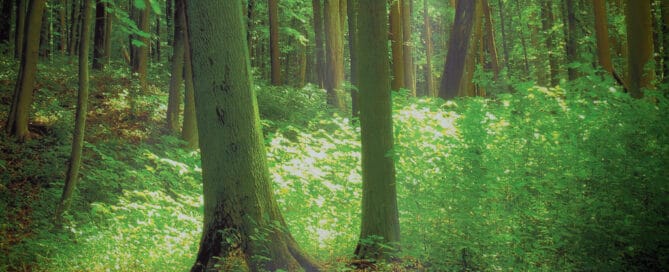 woodland backdrop studio