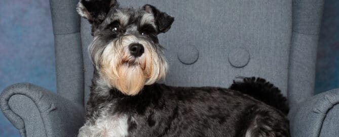a grey and white Schnauzer poses on a grey wingback chair