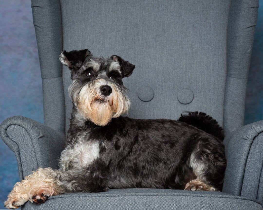 a grey and white terrier poses on a grey wingback chair