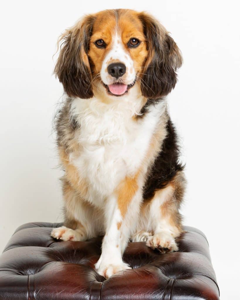 a three legged dog poses in a studio for a photo