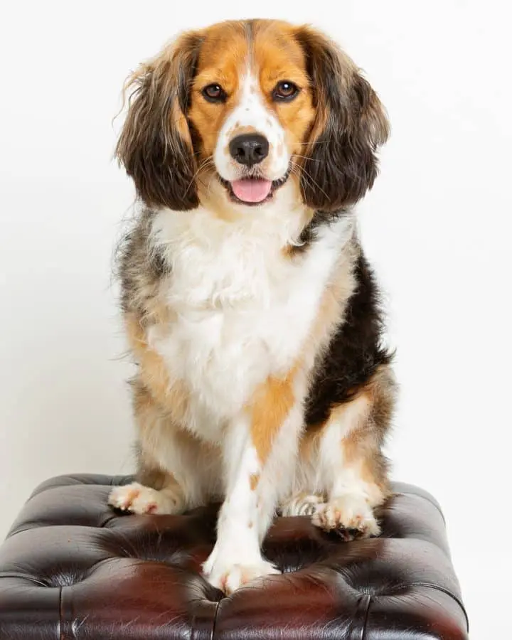 a three legged dog poses in a studio for a photo