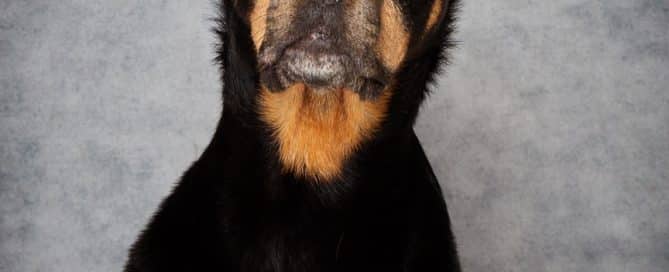 a rottweiler poses against a grey backdrop