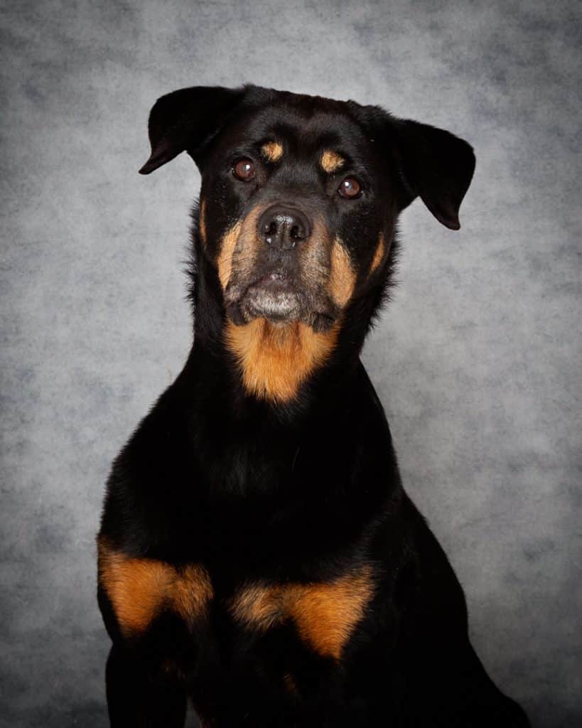 a rottweiler poses against a grey backdrop
