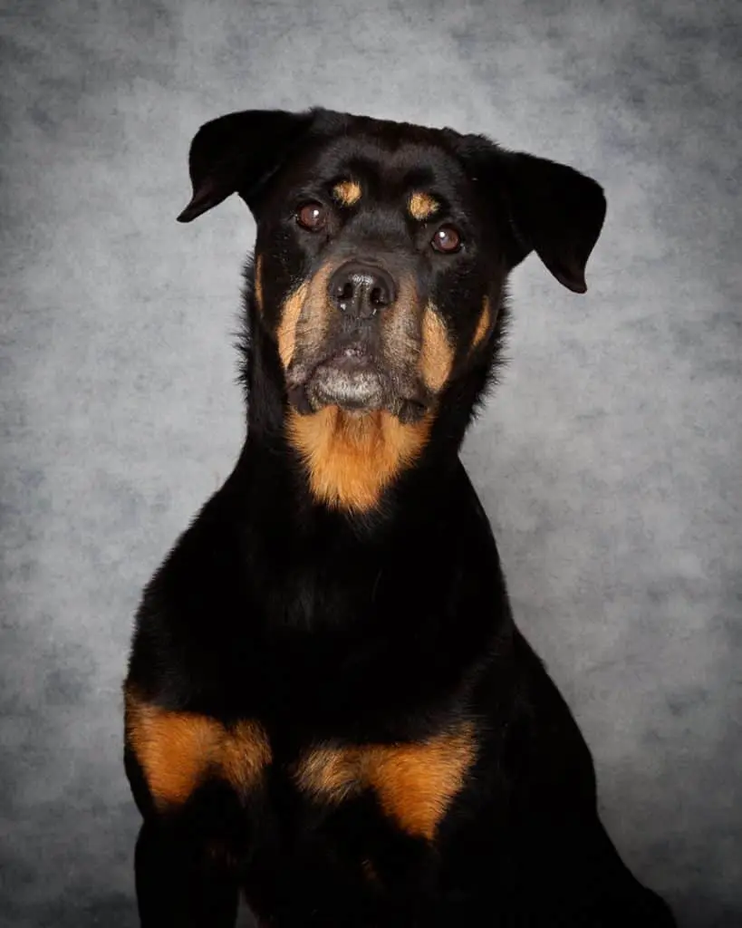 a rottweiler poses against a grey backdrop