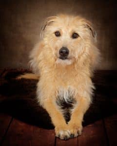 A large brown dog lies in a down position against a brown background a professional dog portrait photo shoot