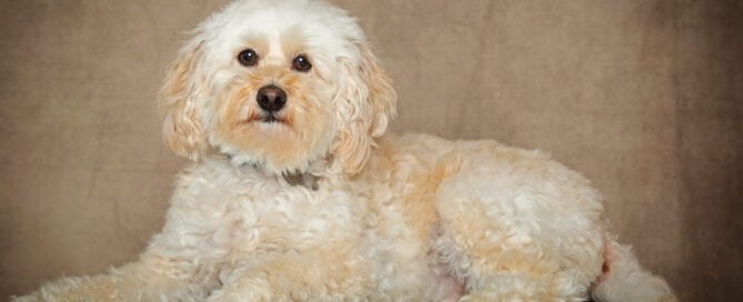 a dog photographed in a classic fine art style