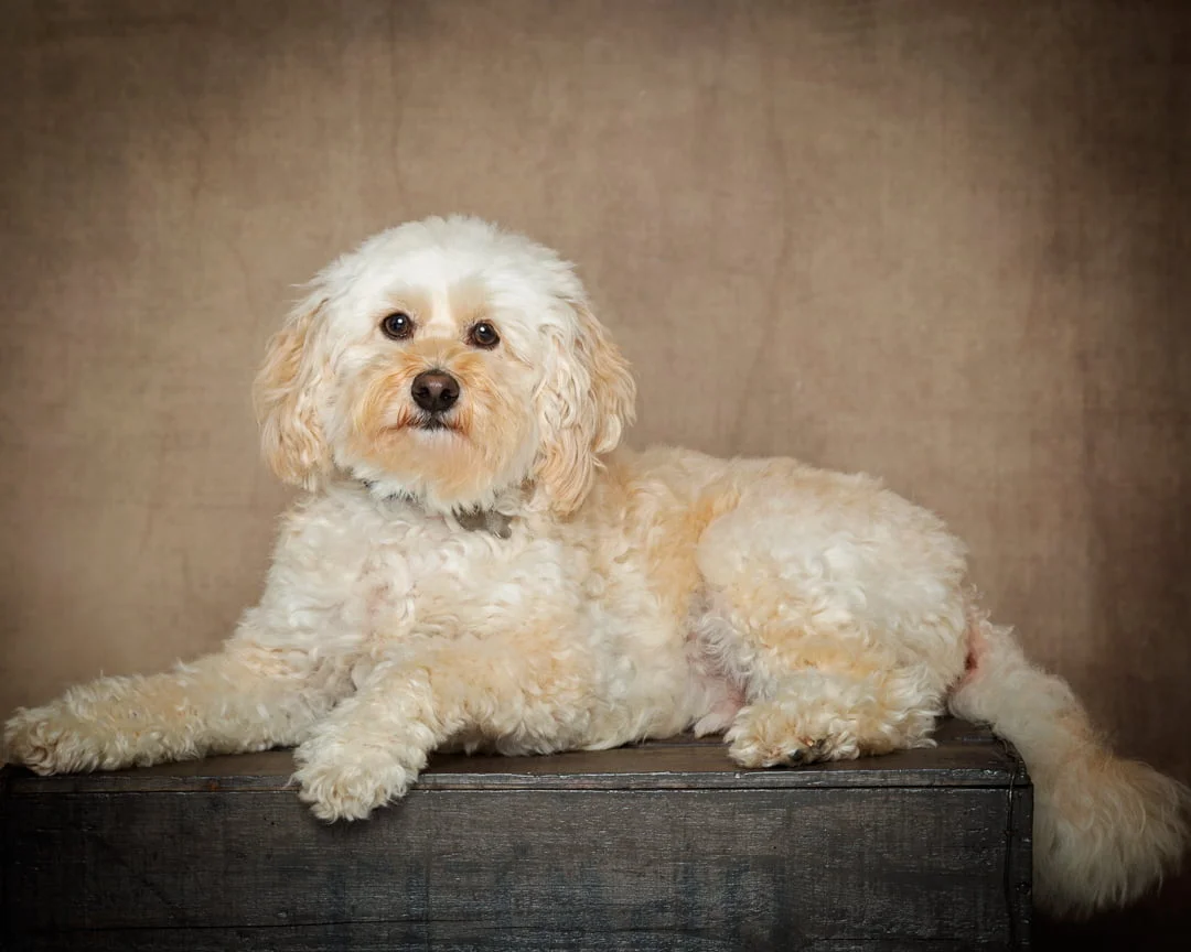 a dog photographed in a classic fine art style