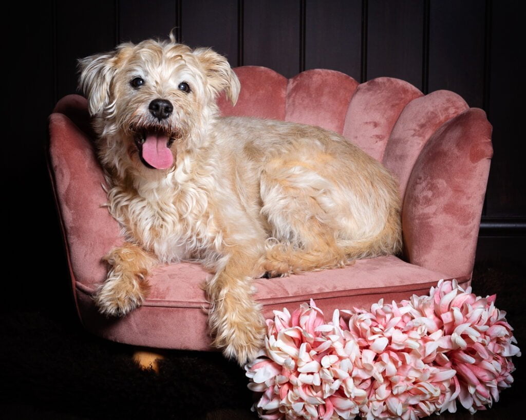 Dog Photography in West Sussex