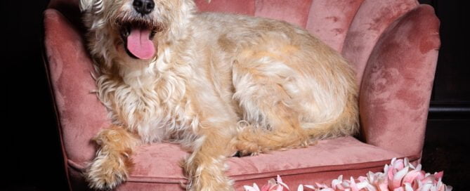 a dog on a pink chair with flowers