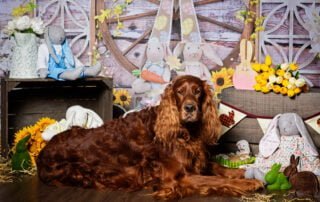 Easter Photo Shoots West Sussex 2022