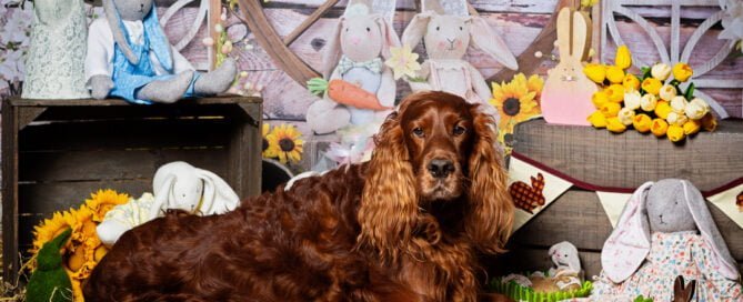Easter Photo Shoots West Sussex 2022