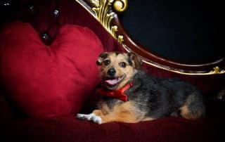 A terrier lies down on a red chaise with a heart cushion beside him - he looks as though he's smiling for the camera