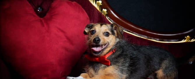 A terrier lies down on a red chaise with a heart cushion beside him - he looks as though he's smiling for the camera