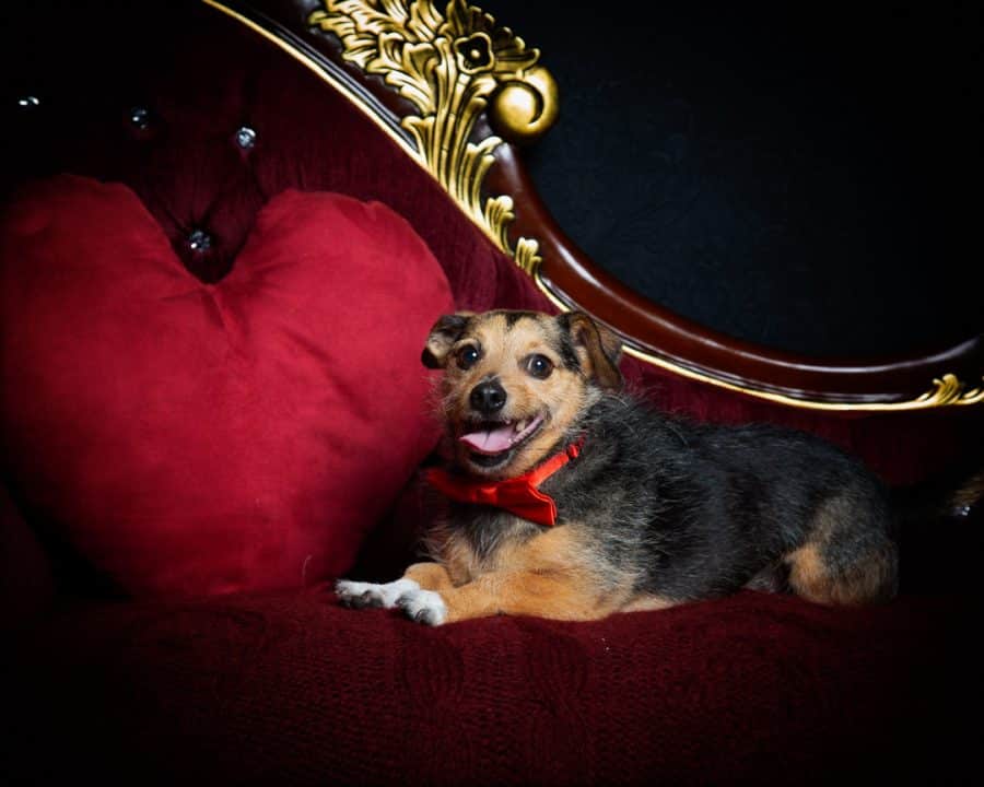 A terrier lies down on a red chaise with a heart cushion beside him - he looks as though he's smiling for the camera