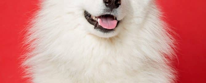 Dog Photography West Sussex Studio