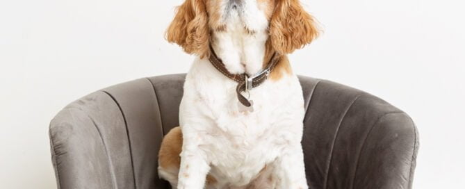 a dog sitting on a small grey chair