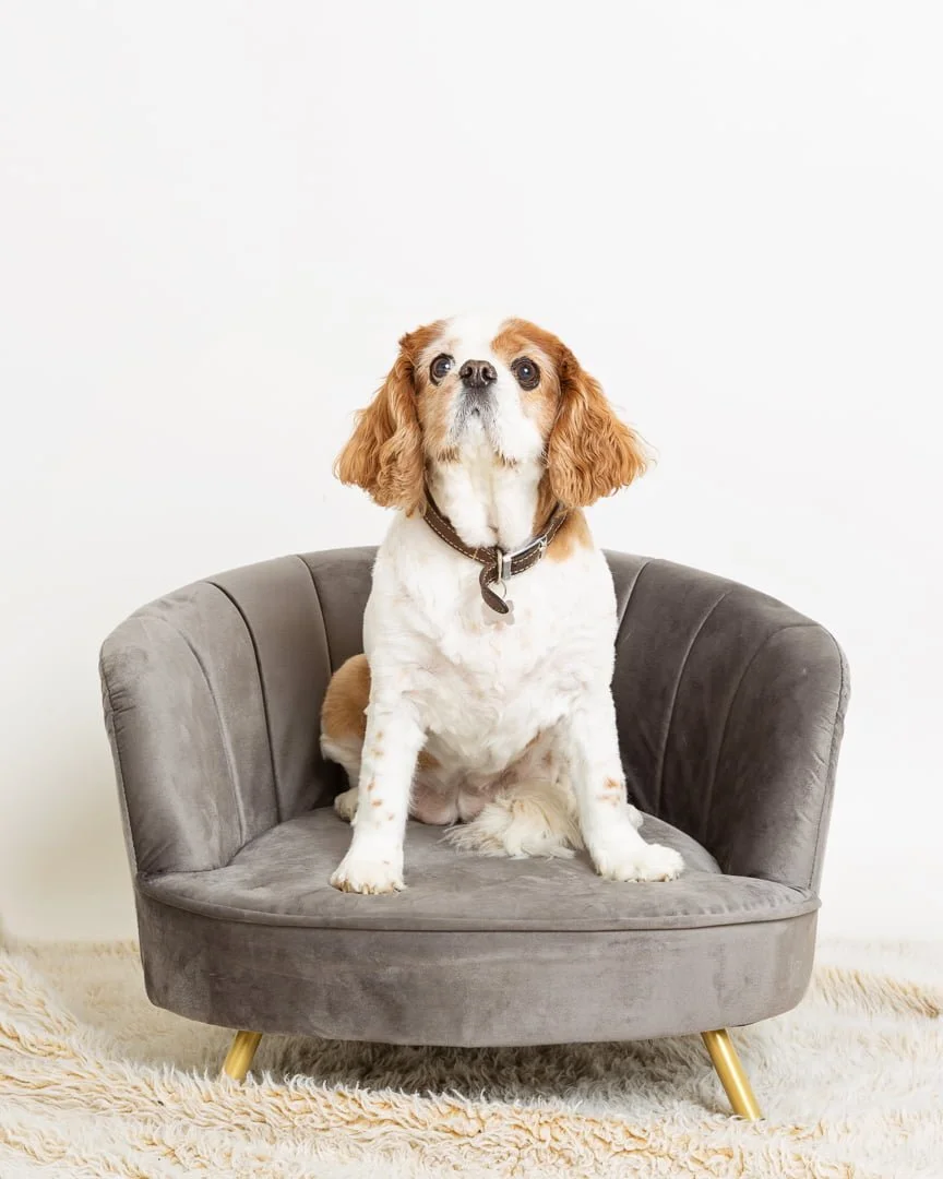 a dog sitting on a small grey chair