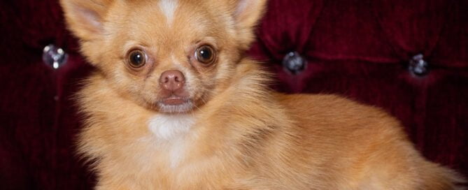 a Pomchi at a photography studio on a sofa