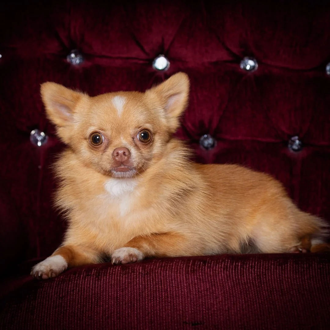 a Pomchi at a photography studio on a sofa