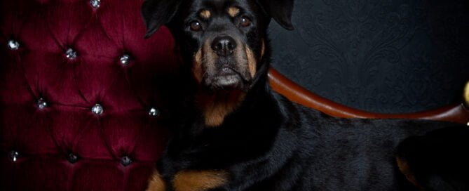 a rottweiler posing on a sofa in the studio