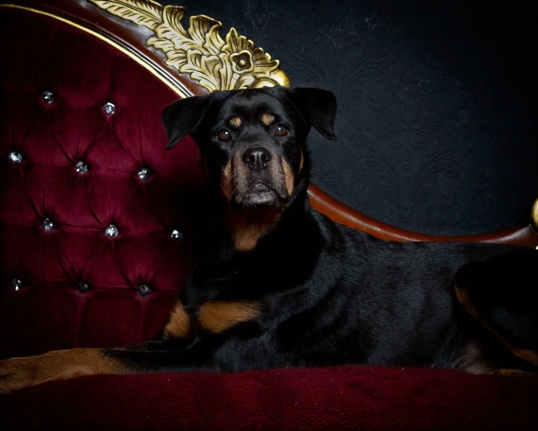 a rottweiler posing on a sofa in the studio